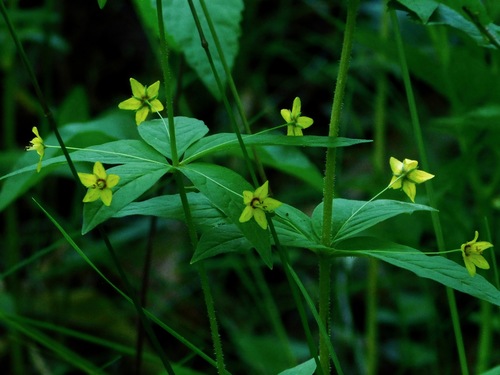 Whorled Yellow Loosestrife reference
