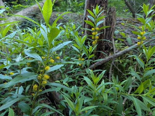 Tufted Loosestrife reference