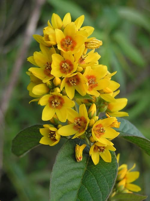 Yellow Loosestrife reference