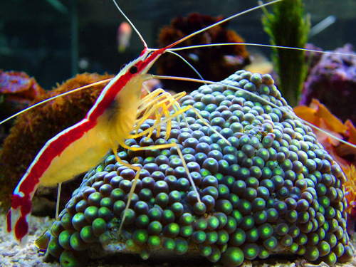 Pacific Cleaner Shrimp reference