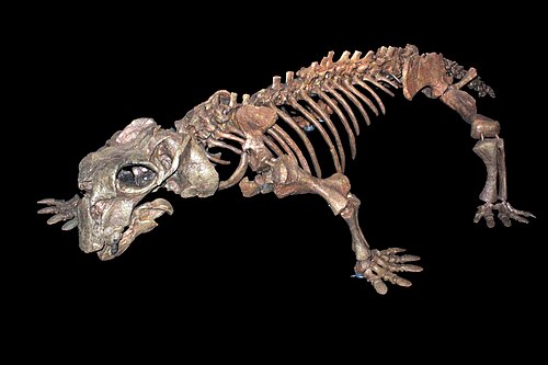 Lystrosaurus reference