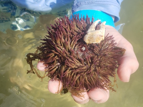 Variegated Sea Urchin reference