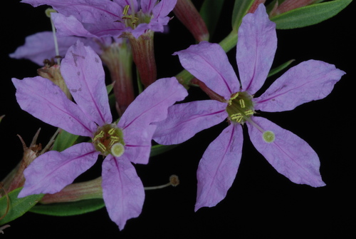 Winged Loosestrife reference