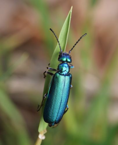 Spanish Fly reference