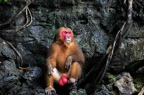 Stump-tailed Macaque reference
