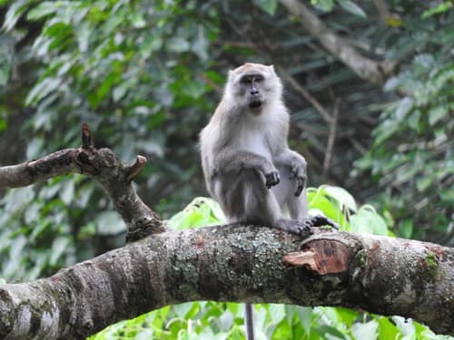 Crab-eating Macaque reference