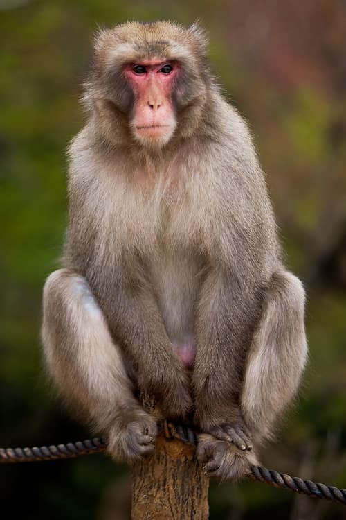 Japanese Macaque reference