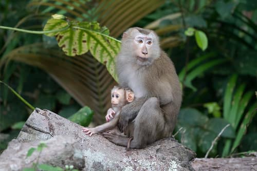 Northern Pig-tailed Macaque reference