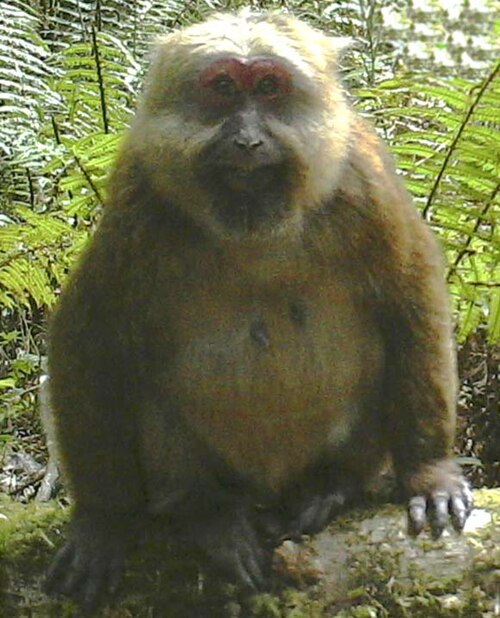 White-cheeked Macaque reference