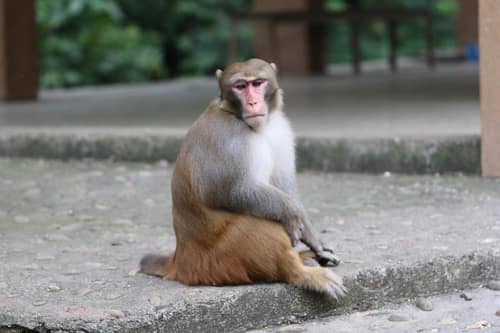 Rhesus Macaque reference