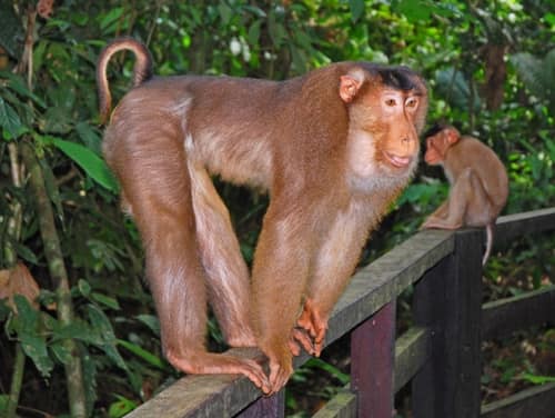 Southern Pig-Tailed Macaque reference
