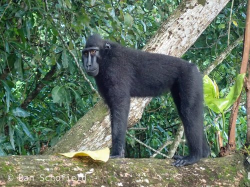 Celebes Crested Macaque reference