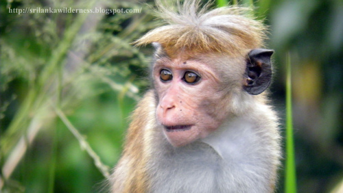 Toque Macaque reference