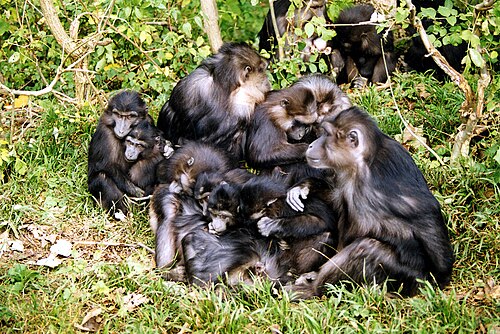 Tonkean Macaque reference