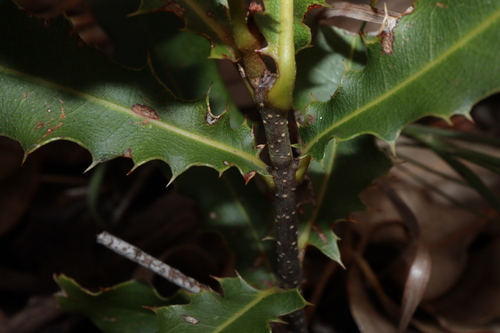 Macadamia Nut reference