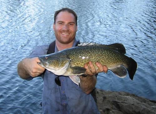 Murray Cod reference