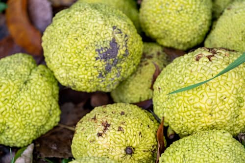 Osage Orange reference