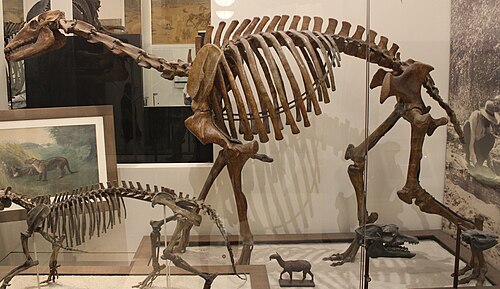 Macrauchenia reference