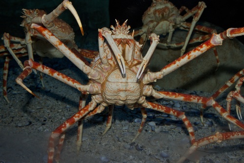Japanese Spider Crab reference