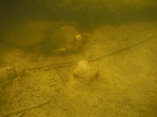 Suwannee Alligator Snapping Turtle reference