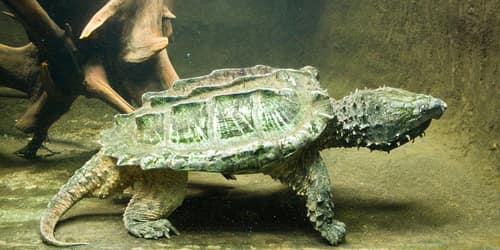 Alligator Snapping Turtle reference