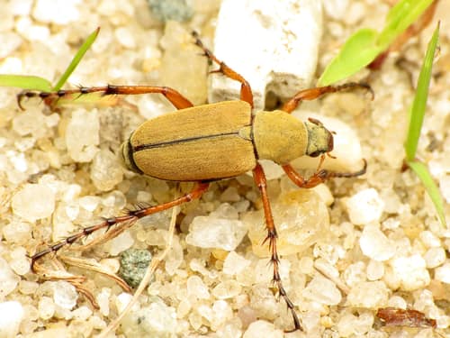 Rose Chafer reference