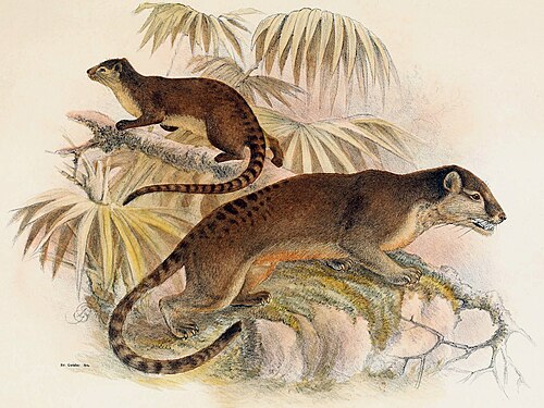 Sulawesi Palm Civet reference