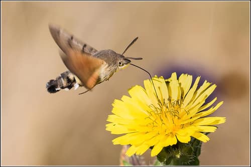 Hummingbird Hawk-moth reference