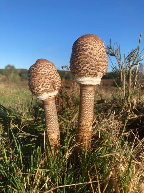 Parasol Mushroom reference