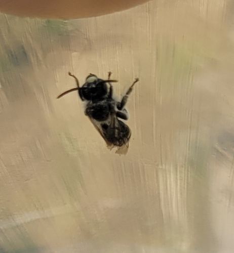 Boreal Oil Bee reference