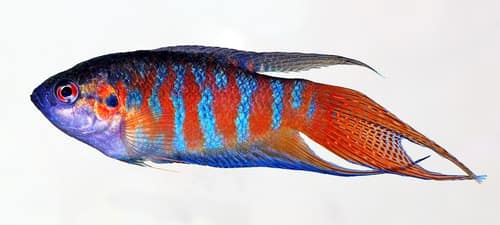 Paradise Fish reference