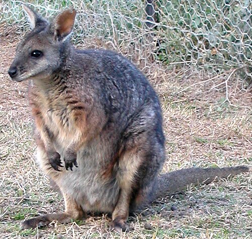 Tammar Wallaby reference