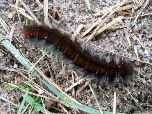 Fox Moth reference