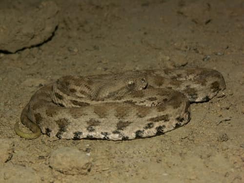Levantine Viper reference