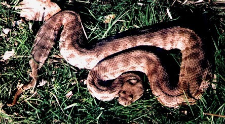 Levant Viper reference