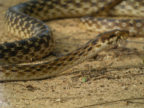 Madagascar Cat-eyed Snake reference