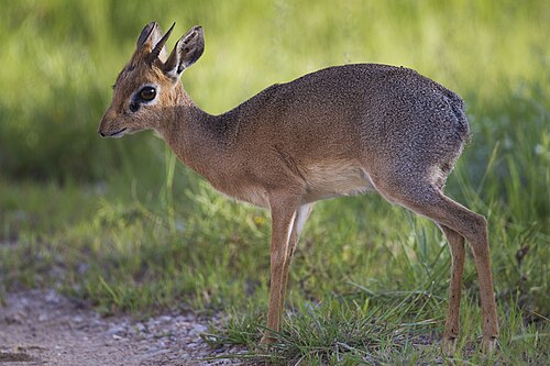 Kirk's Dik-dik reference