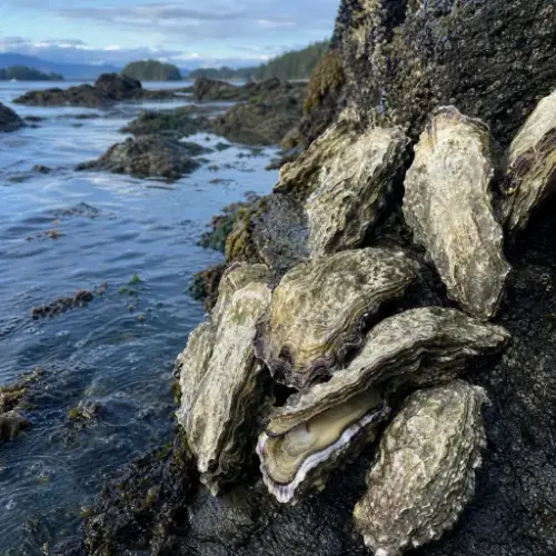 Pacific Oyster reference