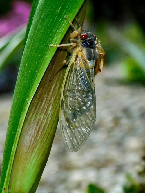 Periodic Cicada reference
