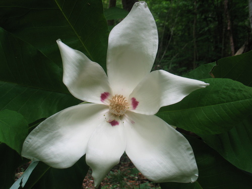 Bigleaf Magnolia reference
