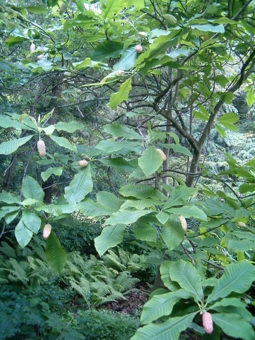 Umbrella Magnolia reference