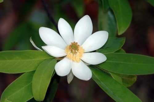 Sweetbay Magnolia reference