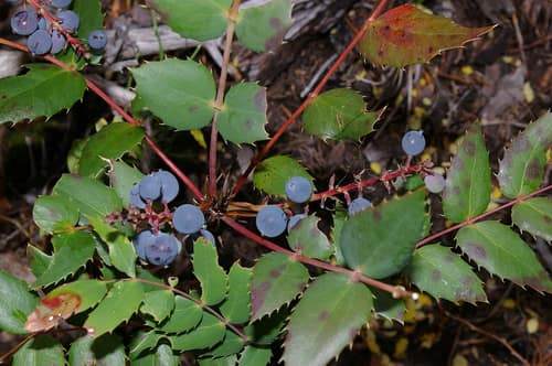 Cascade Barberry reference