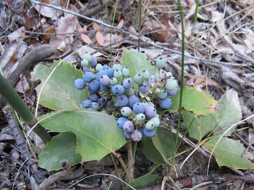 Creeping Oregon Grape reference