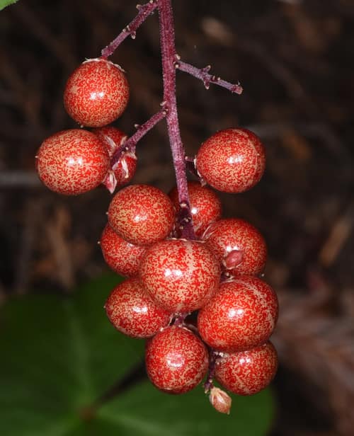 False Solomon's Seal reference