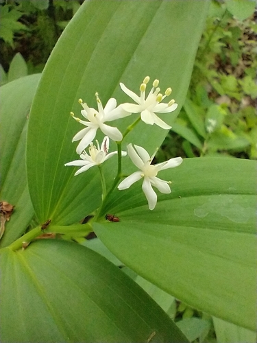 Starry False Solomon's Seal reference