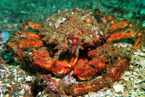 European Spider Crab reference