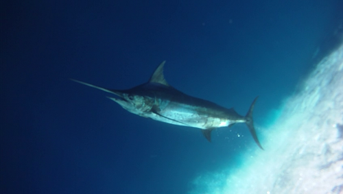 Blue Marlin reference