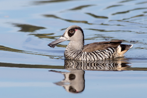 Pink-eared Duck reference