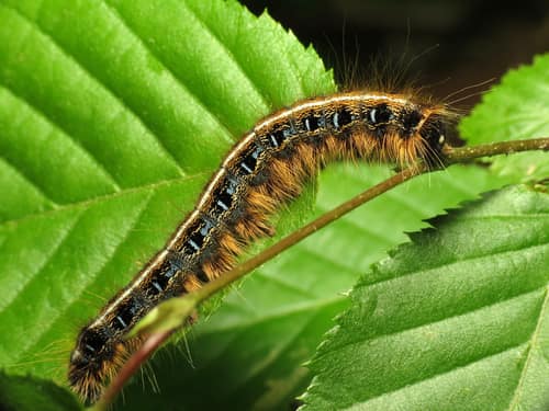 Eastern Tent Caterpillar Moth reference